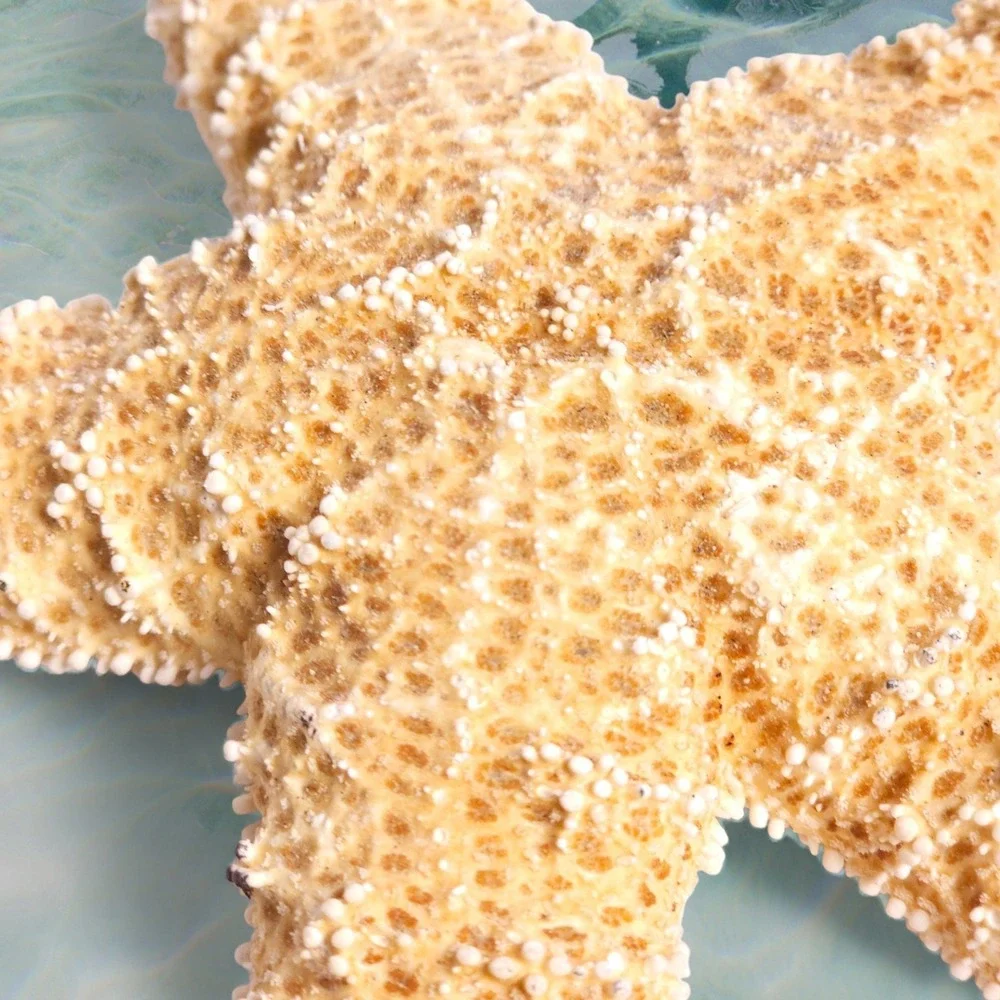 2x Large Real Dried Starfish Sea Stars - 7 